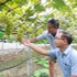 Grapes are grown under a net-house system at Thieu Hung Agricultural Services Cooperative. (Photo: Nguyen Duong)